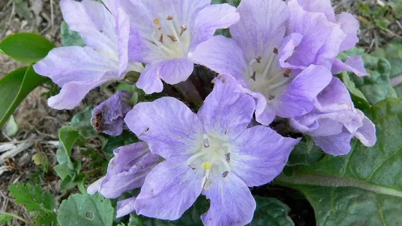 Light purple Mandrake flowers with crinkled petals and yellow stamens