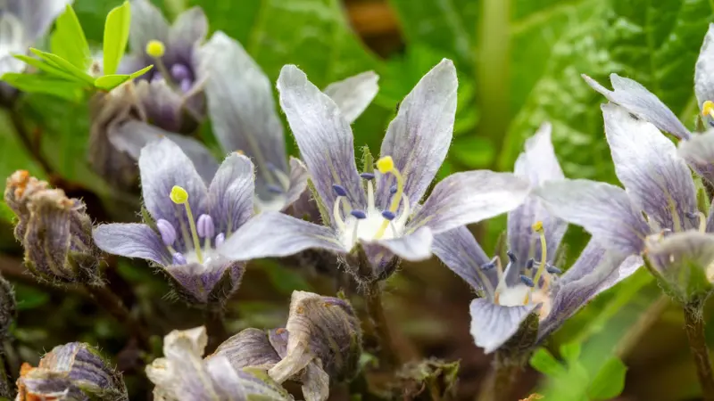 Pale lilac Mandrake flowers with dark purple centers and star-shaped petals