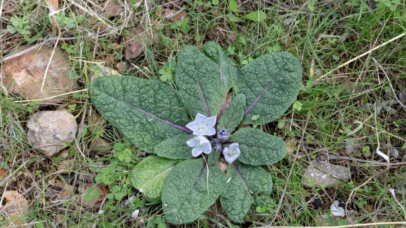 Low-growing mandrake Flowers with broad textured leaves and small purple flowers in grass