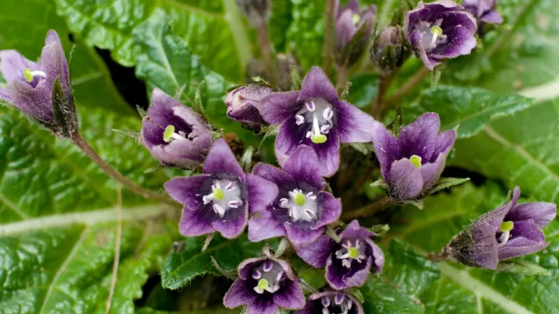 Bell-shaped purple Mandrake flowers with white centers and yellow stamens