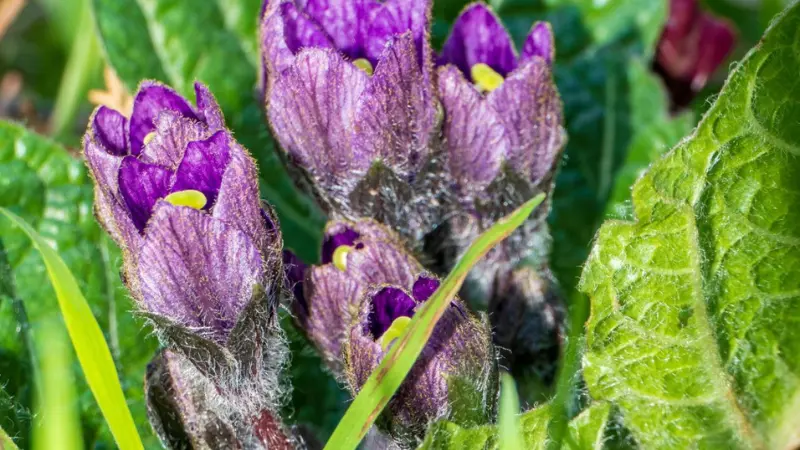Hairy purple Mandrake flower buds with yellow stamens just beginning to open