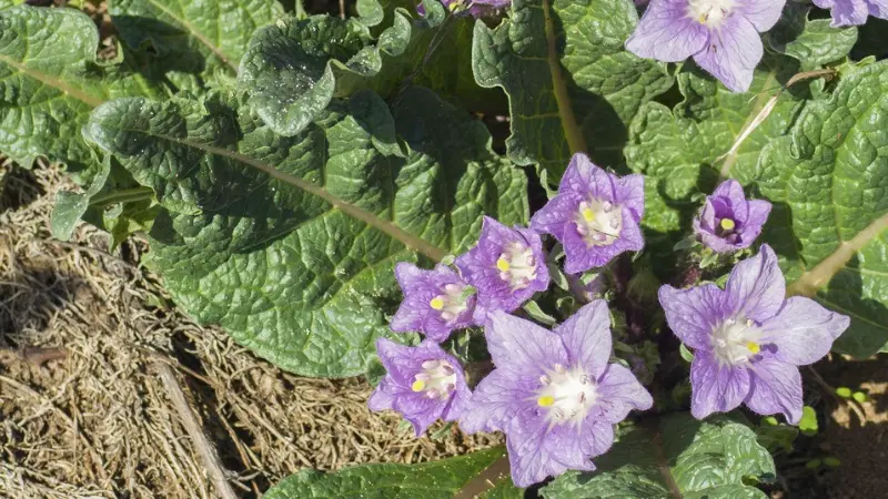 Light purple Mandrake flowers with white centers growing near dried straw