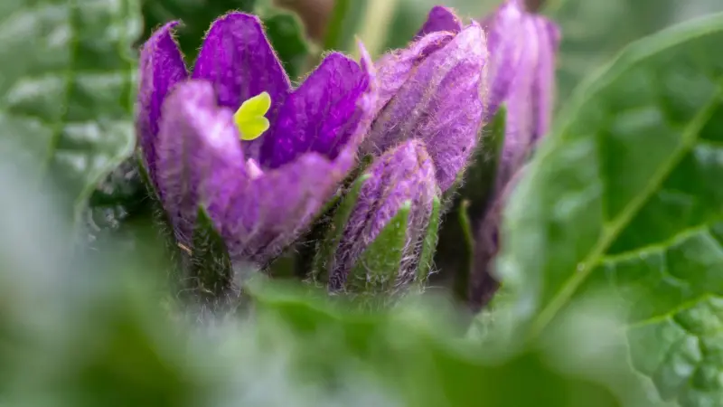 Close-up of furry purple Mandrake flower bud with small yellow growth emerging