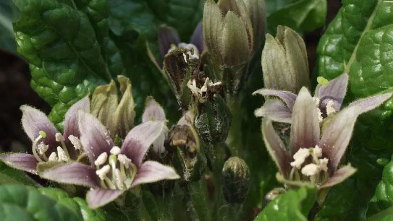 Pale purple-brown Mandrake flowers showing prominent white and yellow stamens