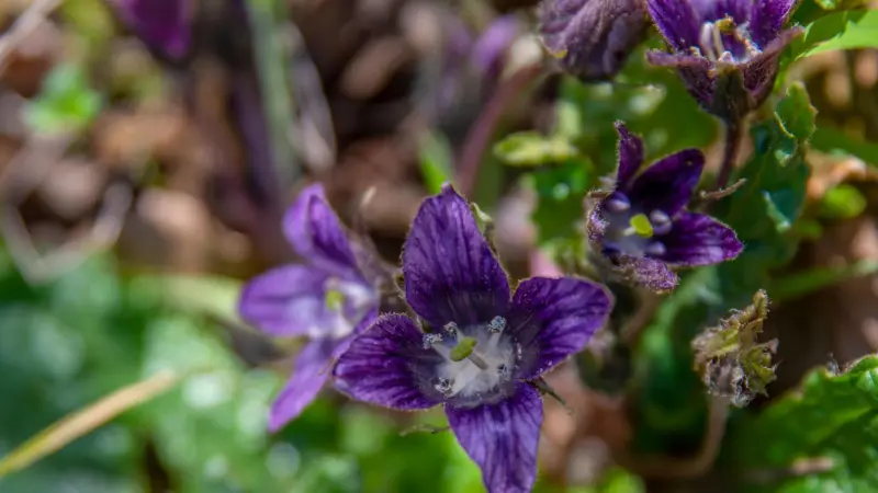Star-shaped deep purple Mandrake flower with white center and yellow stamen