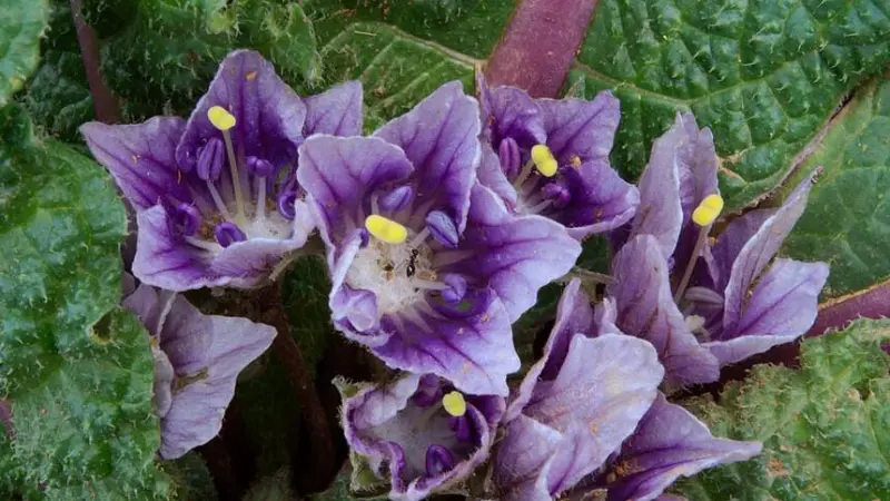 Striped purple Mandrake flowers with bright yellow pollen clusters at center