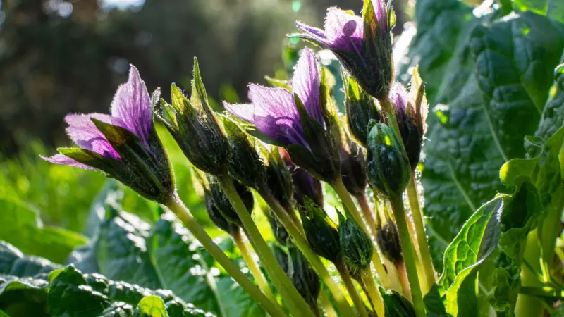 Purple Mandrake flower buds backlit by sunlight among green cabbage-like leaves