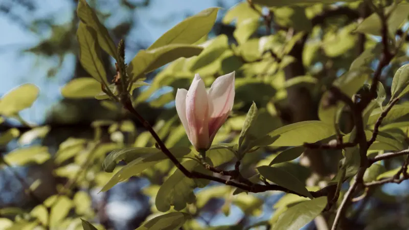 Pale pink Magnolia flower opening among green leaves on a sunlit branch