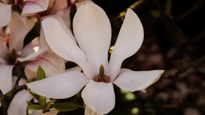 Three-petaled white Magnolia flower in sharp focus against dark blurred background