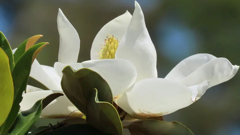 Backlit white Magnolia flower showing pale yellow stamens and curling petals