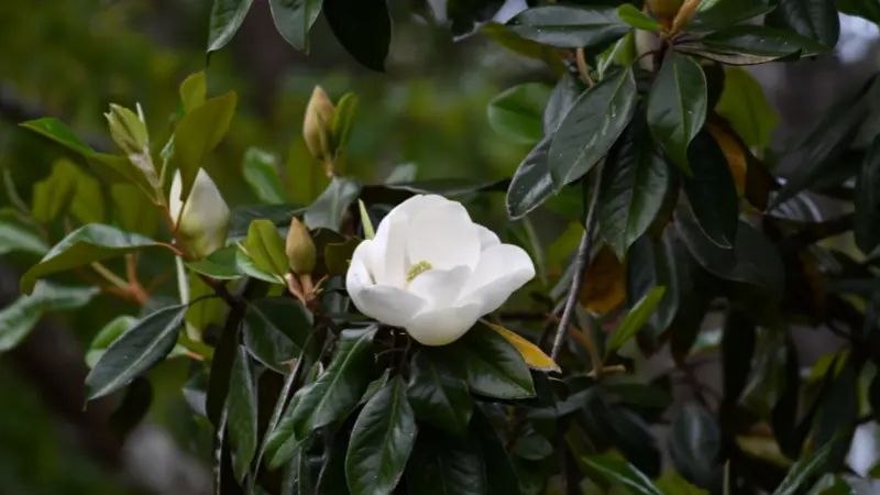 Small white Magnolia flower surrounded by dark green foliage and buds