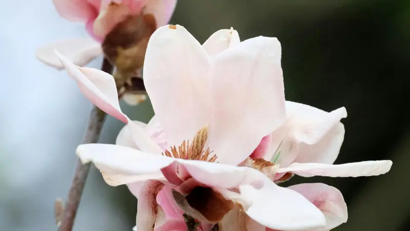 Close-up of soft pink Magnolia flower blossom with visible stamens on bare branch