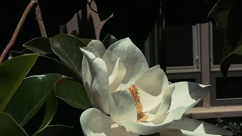 Large white Magnolia flower bloom with golden stamens illuminated by bright sunlight