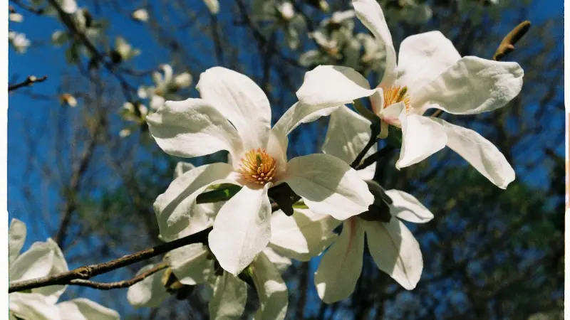 Pair of white Magnolia flowers with golden centers on a branch against blue sky