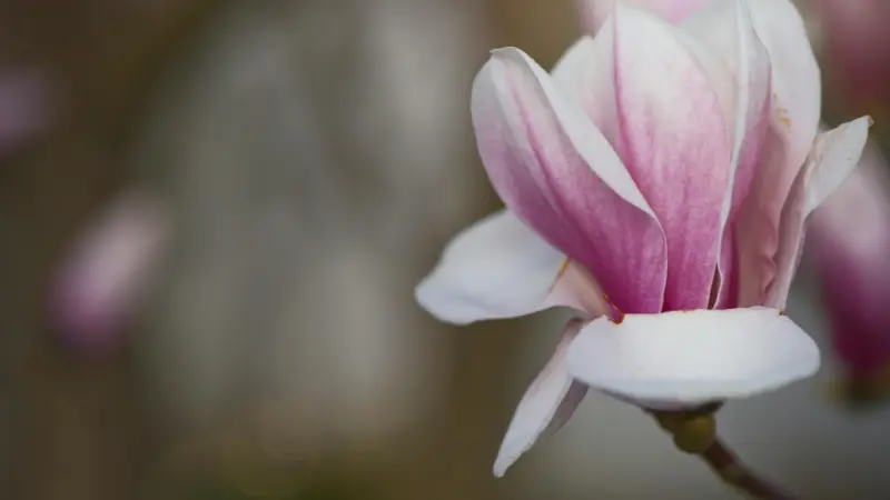 Magnolia flower with pink-to-white gradient petals in soft focus