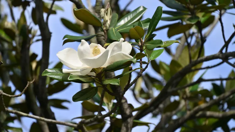 Large white Magnolia flower with yellow center surrounded by glossy green leaves