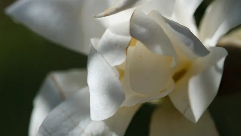 Extreme close-up of overlapping white and cream Magnolia flower petals