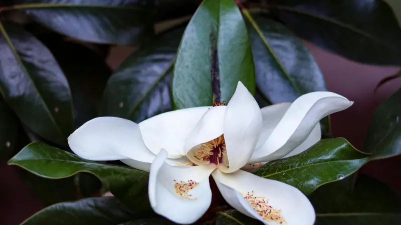 Macro shot of white Magnolia flower showing pink and yellow stamens at center