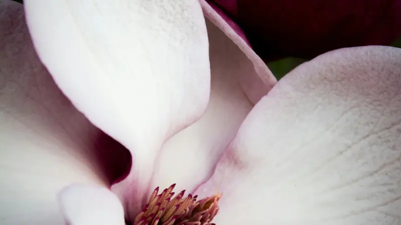 Close-up of pale pink Magnolia petals curling around a reddish-brown stamen cluster