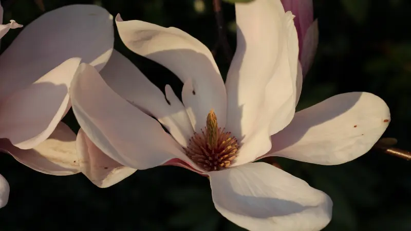 White and pink Magnolia flower glowing in warm evening sunlight
