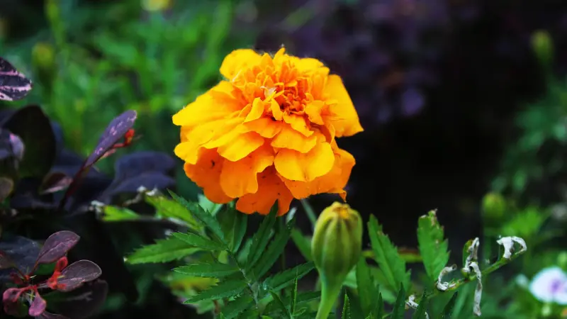 Vibrant orange ruffled African Marigold flower with a bud and dark foliage backdrop.