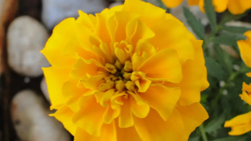Macro shot of yellow African Marigold flower showing detailed centre and petal texture.