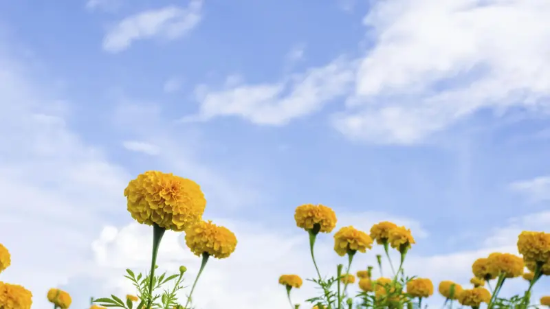 Yellow-orange African Marigold flowers viewed from below against a bright blue sky.