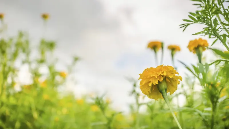 Yellow African Marigold flower blooming in a field under an overcast sky with feathery green leaves.