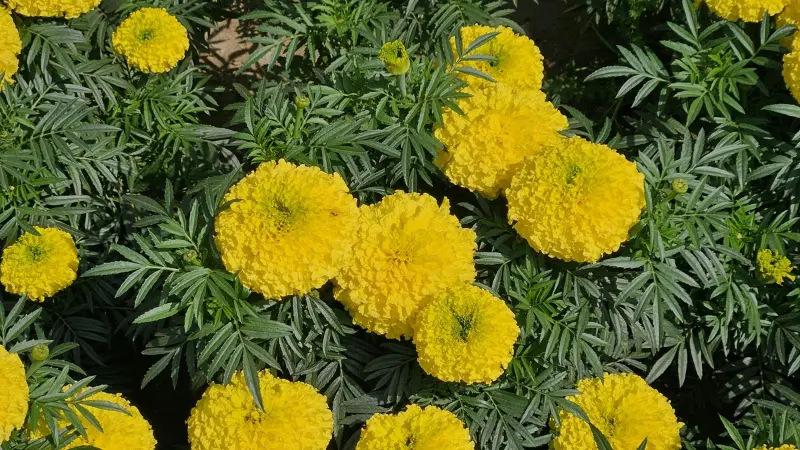 Overhead view of bright yellow pom-pom African Marigold flowers among green leaves.