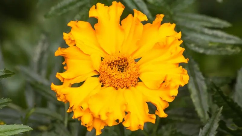 Close-up of bright orange African Marigold flower with frilled petals and orange centre.