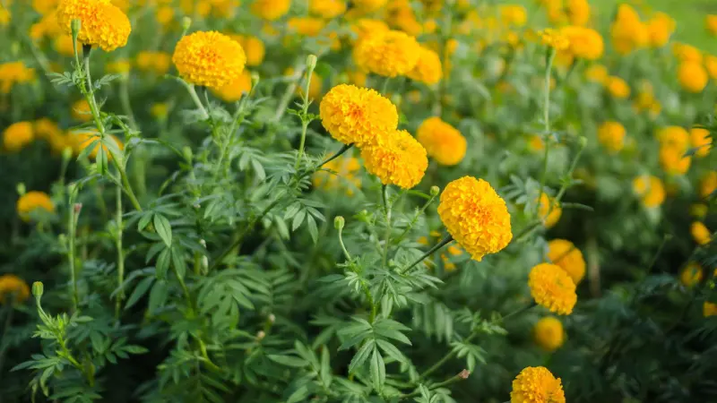 Field of yellow African Marigold flowers with green foliage in a sunny garden.