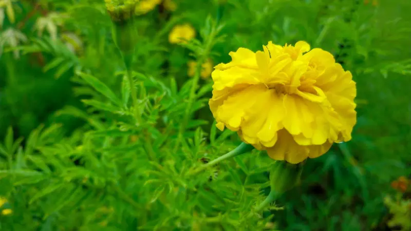 Bright yellow ruffled African Marigold flower surrounded by blurred green foliage.