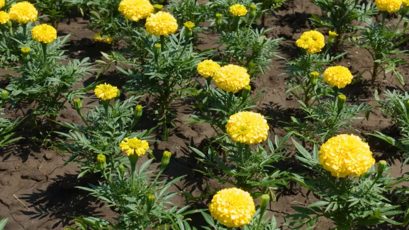 Cultivated rows of yellow African Marigold flowers growing in brown soil farmland.