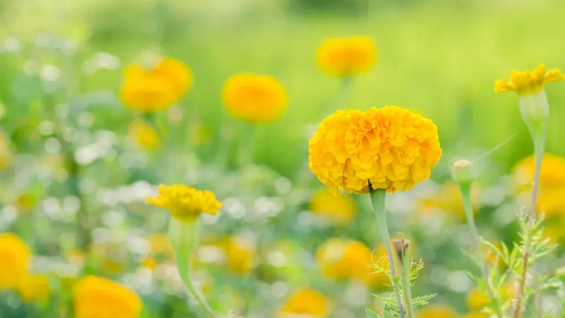 Yellow pom-pom African Marigold flower in sharp focus with dreamy green and yellow bokeh.