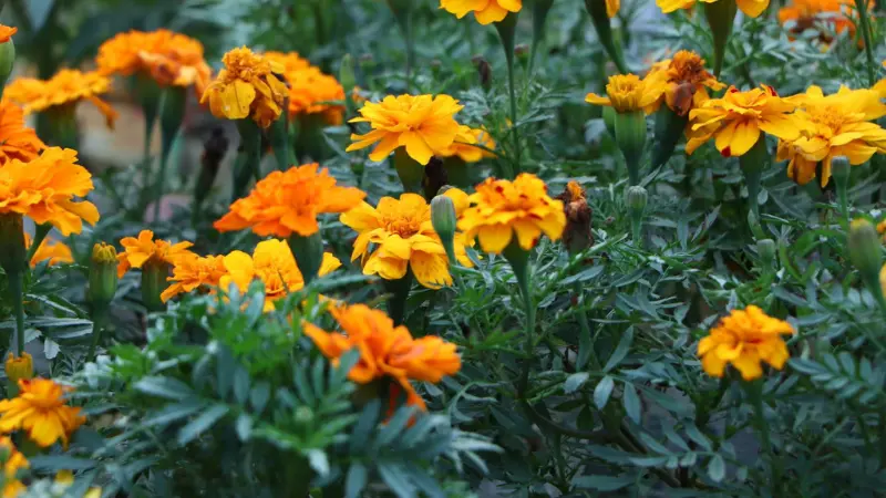 Mixed orange and yellow African Marigold flowers blooming together in a garden.