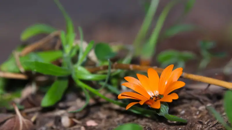 Orange Cape marigold flower lying on forest floor with green sprouts