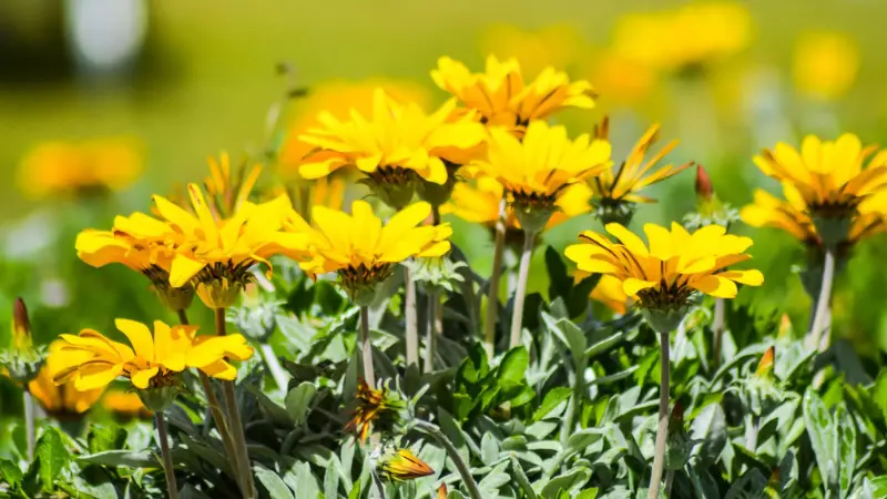 Yellow Cape marigold flowers blooming in a sunny garden bed
