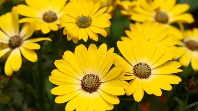 Close-up of yellow Cape marigold flowers with dark centers