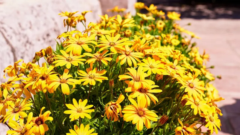 Yellow Cape marigold flowers growing beside a stone wall