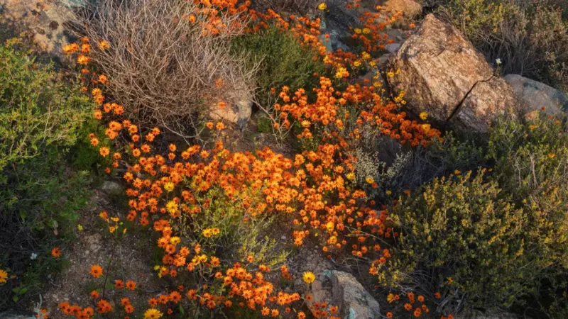 Overhead view of orange Cape marigold flowers among rocks and shrubs