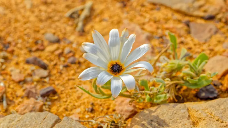 White Cape marigold flower with dark center growing among rocks