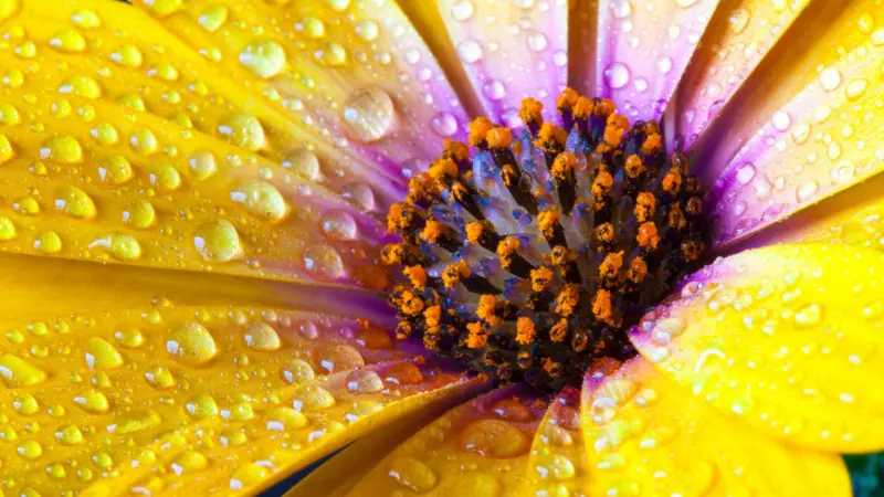 Close-up of yellow Cape marigold petals covered in water droplets
