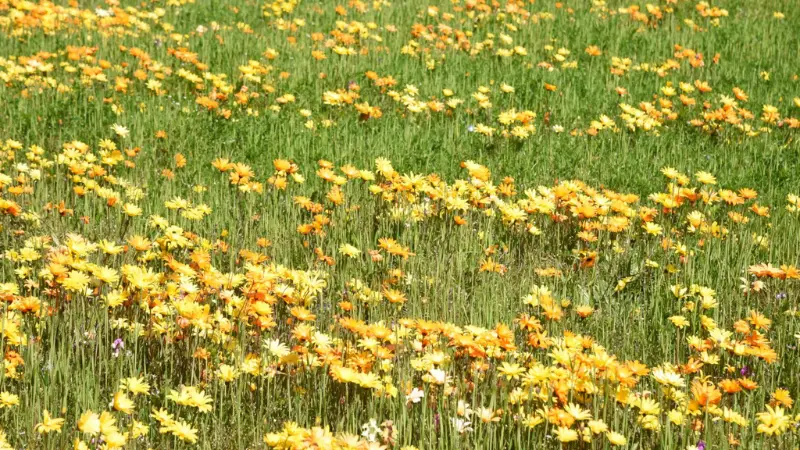 Wide field of yellow and orange Cape marigold flowers in grass