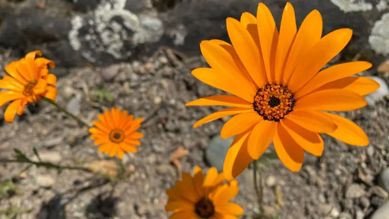 Orange Cape marigold flowers growing among rocks and lichen