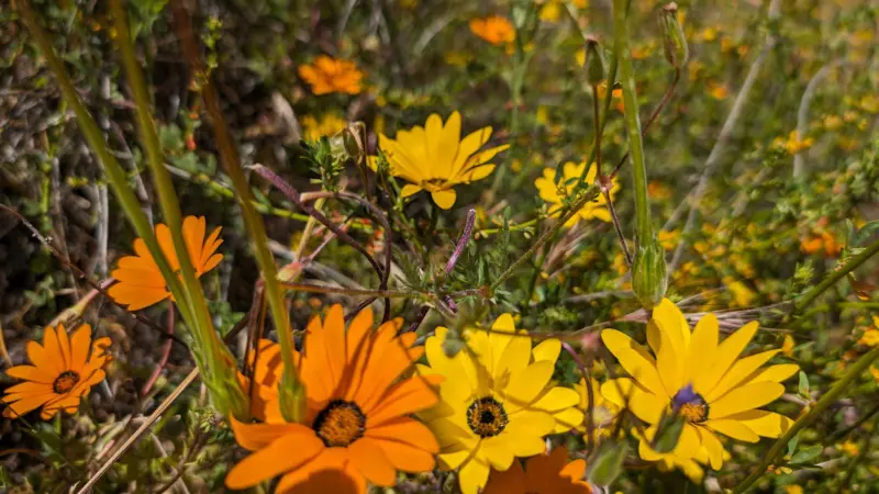 Orange and yellow Cape marigold flowers growing wild together