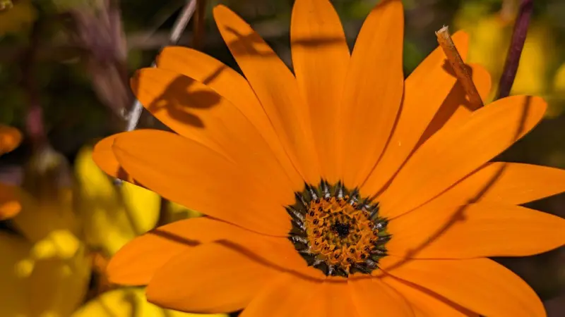 Close-up of a vivid orange Cape marigold flower with dark center