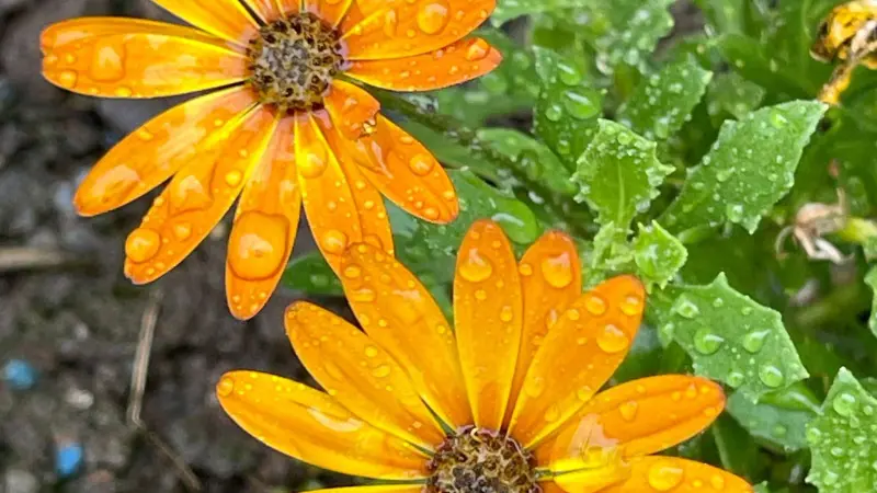 Two orange Cape marigold flowers with raindrops and green leaves