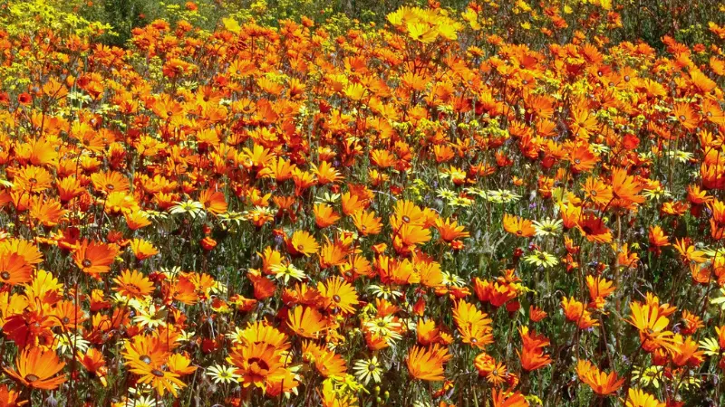 Dense field of orange, red, and yellow Cape marigold flowers