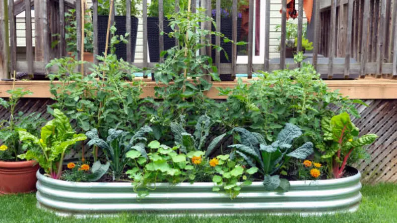 Galvanized metal raised marigold garden flowers with kale, chard, tomatoes, and marigold flowers