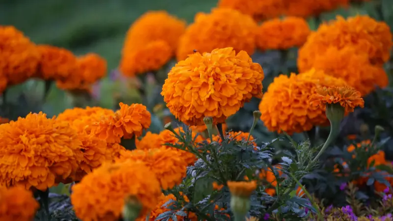 Dense cluster of orange marigold flowers in a garden field